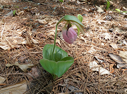 Orchid demography